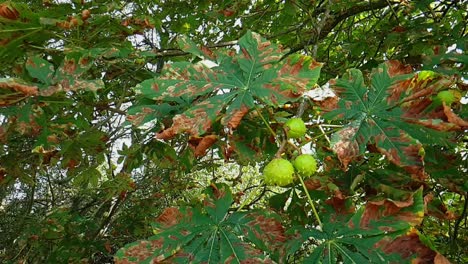 Ripe-horse-chestnuts-in-autumn-ready-to-fall-from-tree