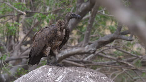 A-vulture-stands-on-top-of-an-elephant-carcass