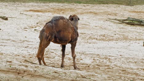 Arabisches-Kamel,-Das-Sich-In-Der-Wüstenlandschaft-Umsieht