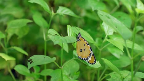 Orange-butterfly-pattern-on-green-leaves-in-natural-garden