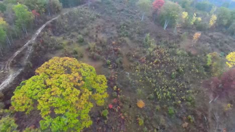 Drone-Fpv-Brumoso-Con-árboles-Y-Camino