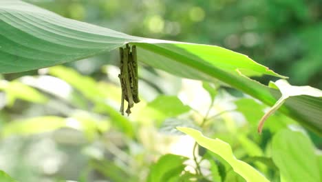 A-butterfly's-cocoon-on-a-natural-tree