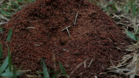 Nahaufnahme-Eines-Ameisenhaufens-Mit-Schwarzen-Ameisen,-Die-Die-Kolonie-Betreten-Und-Verlassen