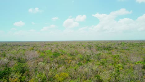 Vista-Aérea-Del-Paisaje-De-Los-árboles-Del-Bosque-De-La-Selva-Tropical-En-Yucatán-México