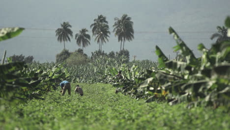 Banana-plantation-workers-with-focus-pull
