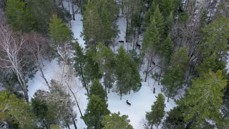Aerial-view-of-four-deer-standing-in-a-winter-evergreen-forest