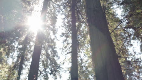 Camera-slowly-pans-across-a-stand-of-Redwood-trees,-as-it-passes-the-sun-a-lens-flare-occurs