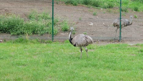 Greater-Rhea-Pecking-Food-On-Grass-At-Open-Enclosure-In-Gdansk-Zoo