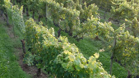 Slow-overhead-shot-of-vineyard