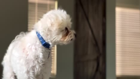 Flauschiger-Weißer-Maltesischer-Hund-Mit-Halsband-Mit-Verspieltem-Hörausdruck-Im-Innenbereich