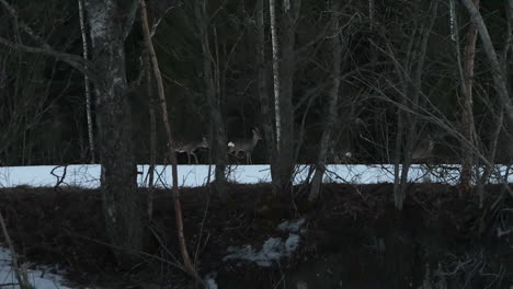 Majestic-Roe-deer-walking-in-winter-forest-in-Norway,-extreme-slow-motion-view