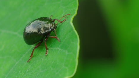 Un-Escarabajo-En-Macro-Se-Para-En-Una-Hoja-Contemplando-La-Vida
