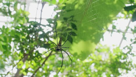 Beautiful-spider-and-web-in-nature