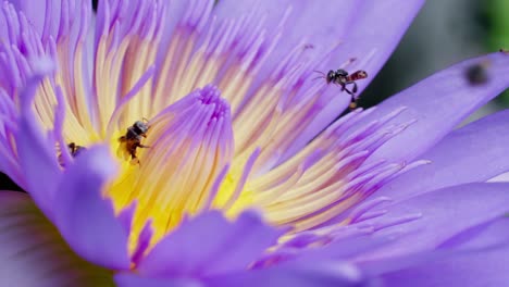 Closeup-Lila-Lotusblüte-Mit-Bienenschwarm-Auf-Der-Wasseroberfläche