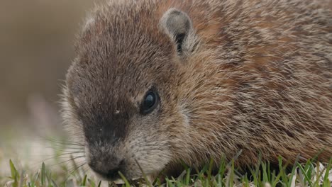 Quebec-Marmot-Foraging-On-The-Grass---close-up