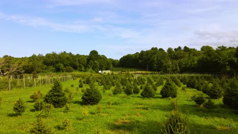 Drone-flight-over-young-saplings-of-Christmas-trees-at-Scituate’s-Tree-Berry-Farm