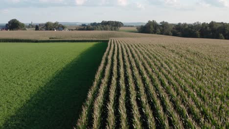 Aerial-above-corn-field,-alfalfa-hay