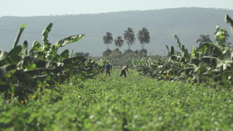 Bananenplantagenarbeiter-Bananenplantagenarbeiter
