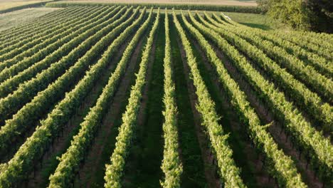 Aerial-flight-above-rows-of-grape-vineyards-in-wine-country