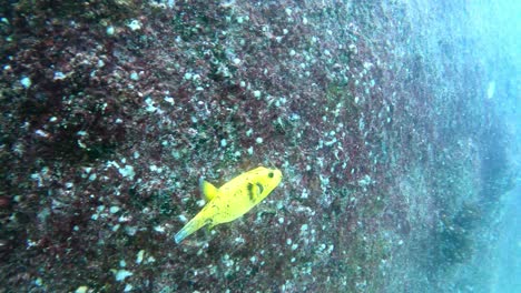 Gelber-Perlhuhnkugelfisch-Schwimmt-Neben-Dem-Felsen