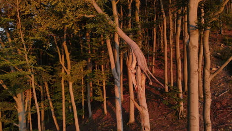 Ein-Vorbeiflug-Neben-Einem-Rissigen-Baumstamm,-Der-Während-Des-Sonnenuntergangs-Am-Rand-Eines-Waldes-Liegt
