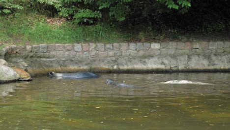 Couple-Of-Grey-Seals-At-The-Pond-Inside-The-Gdansk-Zoo-In-Poland