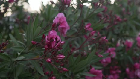 Close-up-pan-shot-of-pink-nerium-oleander-flowers-bush-120fps
