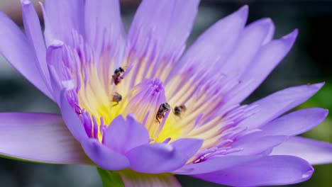 Closeup-Lila-Lotusblüte-Mit-Bienenschwarm-Auf-Der-Wasseroberfläche