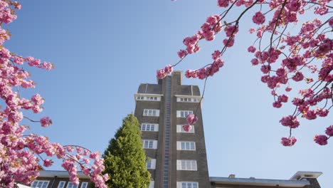City-townhall-during-pink-sakura-tree-bloom-in-Watermael-Boitsfort---Brussels,-Belgium