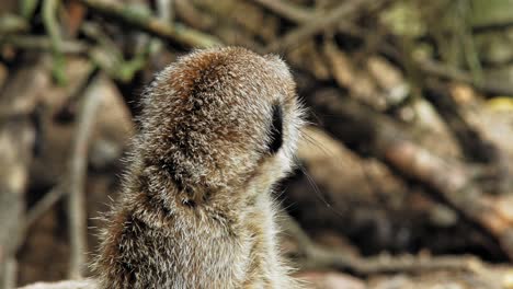 Watchful-Meerkat-Portrait-Looking-Around-At-Wilderness
