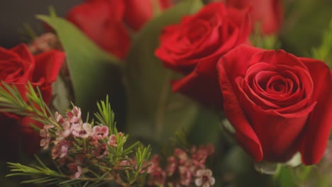 Hermosas-Rosas-Rojas-En-Plena-Floración