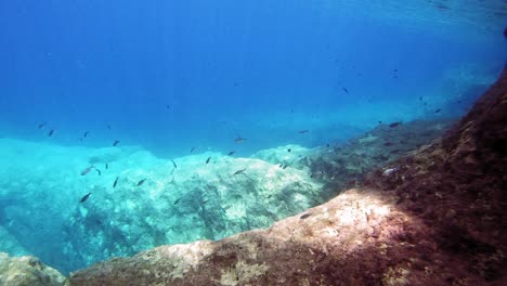 Pequeños-Peces-De-Arrecife-Bajo-El-Mar-En-La-Isla-Griega-De-Cefalonia