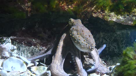 Nahaufnahme-Eines-Mystischen-Oktopus,-Der-An-Sonnigen-Tagen-Zwischen-Wasserpflanzen-Unter-Wasser-Schwimmt