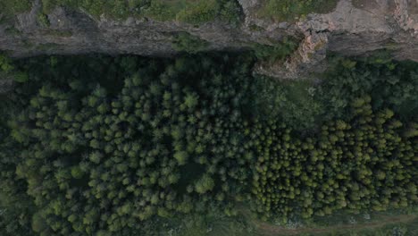Green-forest-beside-steep-rock-wall-cliff-in-Asbyrgi-valley,-top-down-aerial
