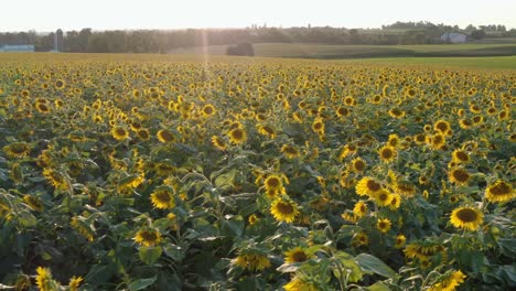 Aerial-of-huge-sunflower-field,-sunflower-oil-production