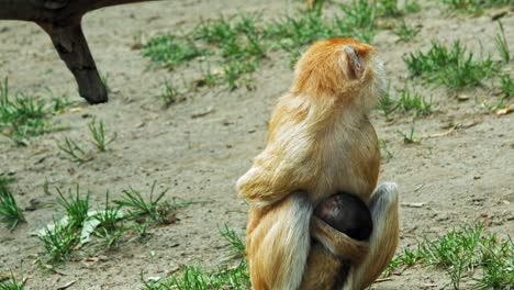 Patas-Affe-Mit-Sitzendem-Kleinkind,-Während-Er-Im-Zoo-Zurückblickt