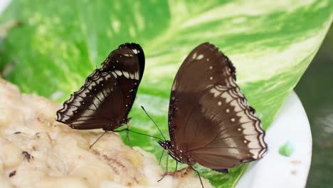 Zwei-Schmetterlinge-Schlagen-Auf-Stapel-Von-Essen-Und-Blättern-Aus