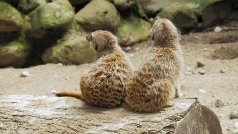 Couple-Of-Meerkats-Sitting-Side-by-Side-On-Tree-Log-In-The-Zoo