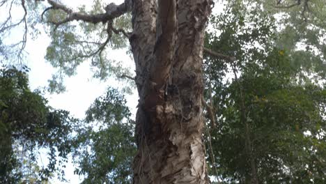 Großer-Paperbark-Baum-Inmitten-Des-Einheimischen-Waldes-Im-Naturschutzgebiet-Thala-Beach-In-Port-Douglas,-Nord-Queensland,-Australien