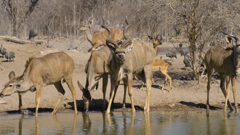 Eine-Kleine-Brütende-Kudu-Herde-An-Einer-Wasserstelle-Erschrickt,-Sodass-Einige-In-Zeitlupe-Davonlaufen