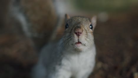 Ein-Eichhörnchen-Schnüffelt-In-Der-Nähe-Der-Kamera