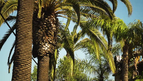 Tropical-palm-trees-in-light-wind-on-sunny-day-in-Los-Angeles