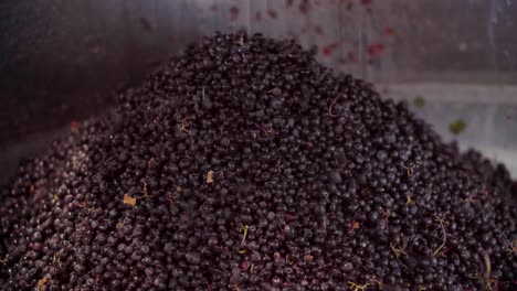 Destemmed-grapes-falling-and-forming-a-mountain-that-is-ready-for-the-fermentation-process