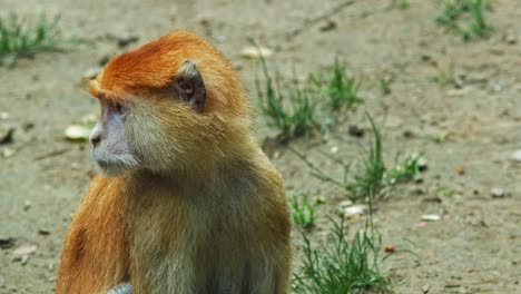 Close-Up-Of-A-Patas-Monkey-Curiously-Looking-At-The-Surroundings-In-Open-Savanna
