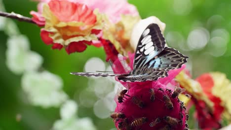 Nahaufnahme-Eines-Schmetterlings,-Der-Auf-Einer-Roten-Blume-Bestäubt
