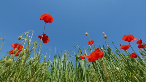 Wilde-Rote-Mohnblumen-Der-Natur-In-Superzeitlupe-Niedriger-Winkel-Erschossen-Blauer-Himmel-Kopierraum