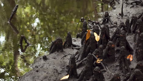 Small-crabs-walking-between-mangrove-roots-on-muddy-jungle-shore