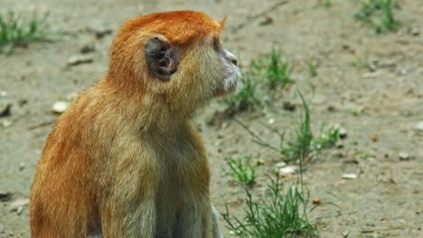 Patas-Monkey-Sitting-On-The-Ground-In-Wild-Zoo-Park