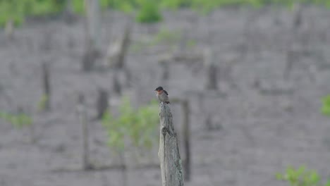 Pacific-swallow-perching-on-dead-tree