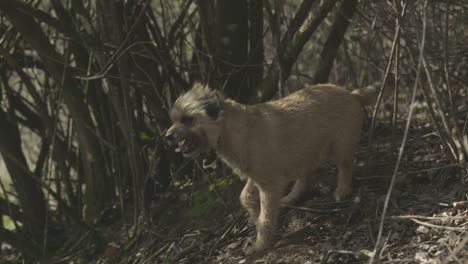 Un-Border-Terrier-Entra-En-El-Encuadre,-Mira-A-Su-Alrededor-Antes-De-Salir-Del-Encuadre